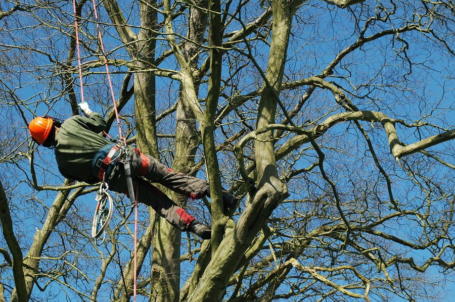 Picture of a tree surgeon in portsmouth