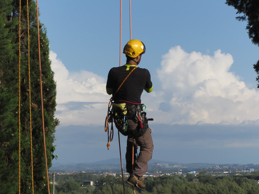 Picture of professional tree surgeons in portsmouth on tree rigging gear